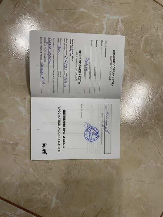 Цуценятя Такса / Фокстерєр хлопчик