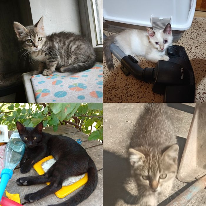 Симпатичные котята бесплатно. Котенок. Кот. Кошка. Даром