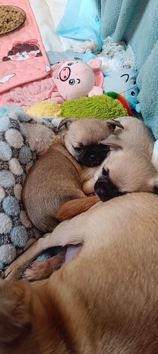 Chihuahua Krótkowłosy