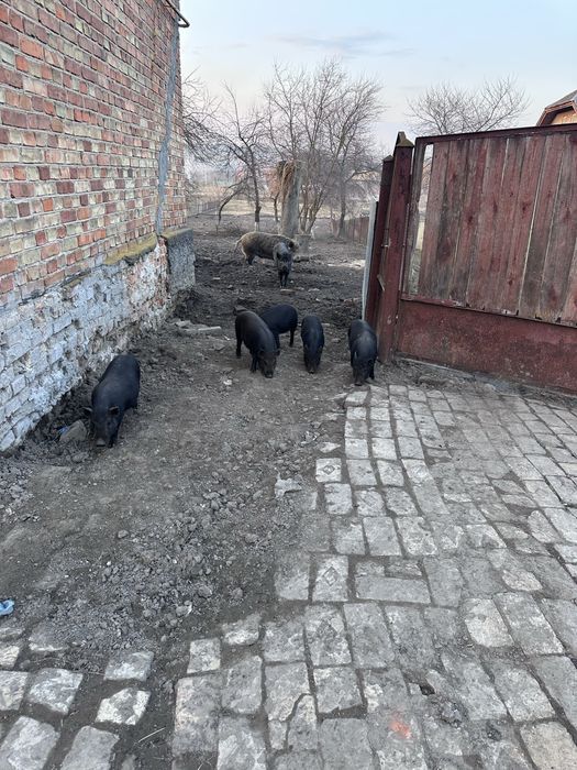 Вʼєтнамські поросята вік 2.5 місяця