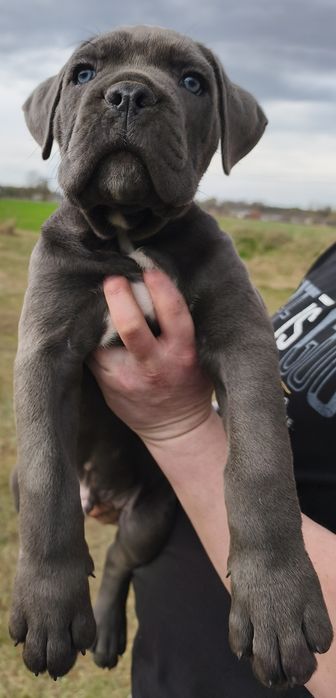 Cane Corso Italiano FCI