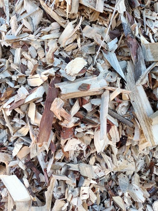 Zrębka ogrodowa  sciułkowa