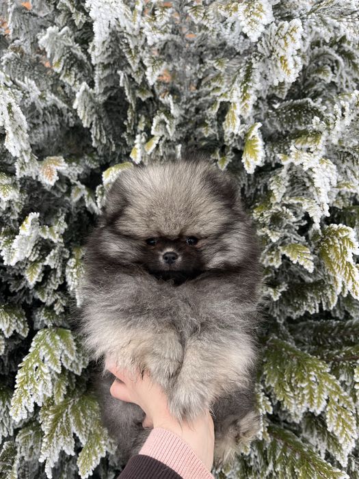 Померанський шпіц хлопчик