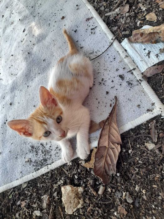 Gatinhos "Raios de Sol" prontos para adoção