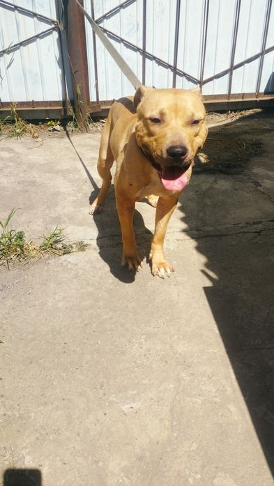 Американський пітбультер'єр