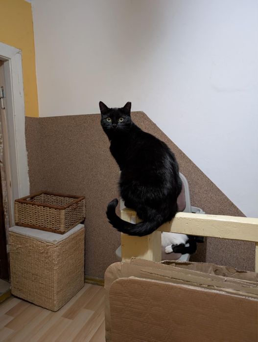 SZCZERBATKA szuka domu