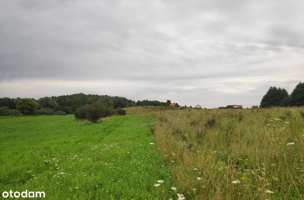 8968 m2 z linią brzegową- wyjątkowa działka nad jeziorem Dybowskim