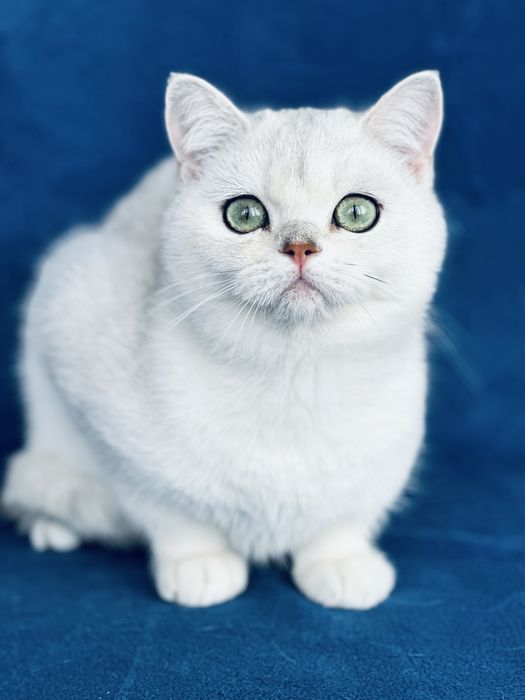 Котик Сімба завуальована срібляста шиншила