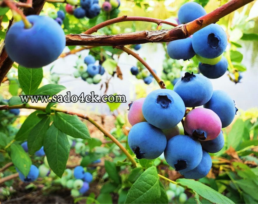 Дорослі саджанці лохини (голубіки) і інших ягідних, хвойних  ітд