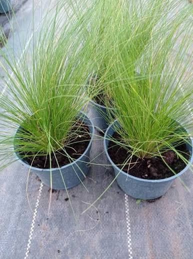 Trawa pony tails (koński ogon)