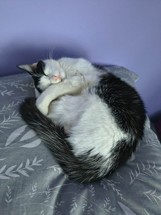 Cudna koteczka - oddam w dobre ręce