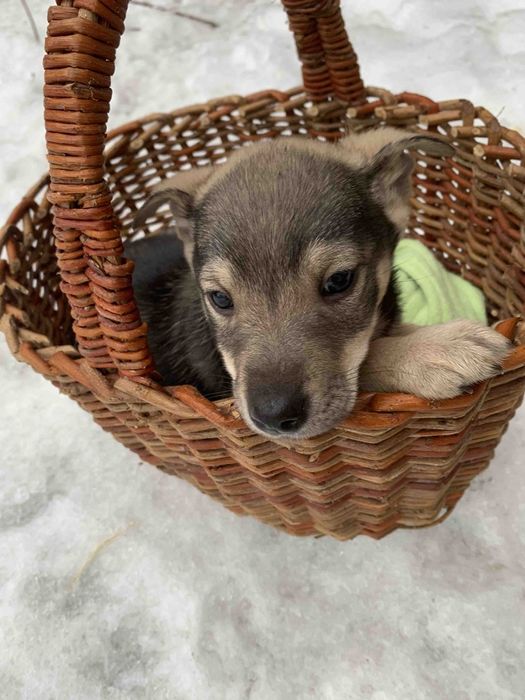 Хлопчик в добрі руки!