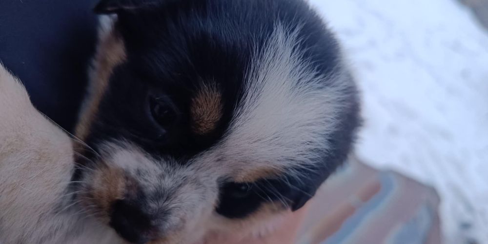 Oddam szczeniaki za darmo