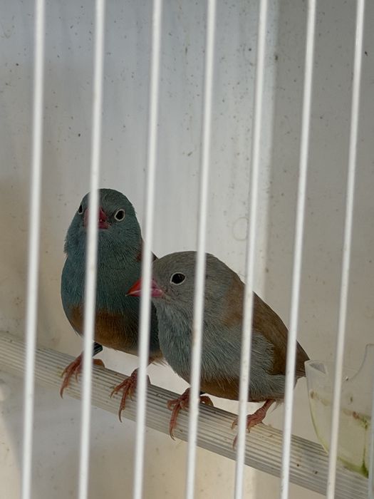 Para ceder mandarins, e aves afinanas como , peito celeste , pytilia, cremesim etc…