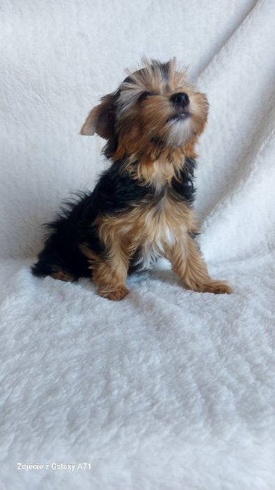 Yorkshire Terrier Biewer Carrier SUCZKA GOTOWA DO ODBIORU