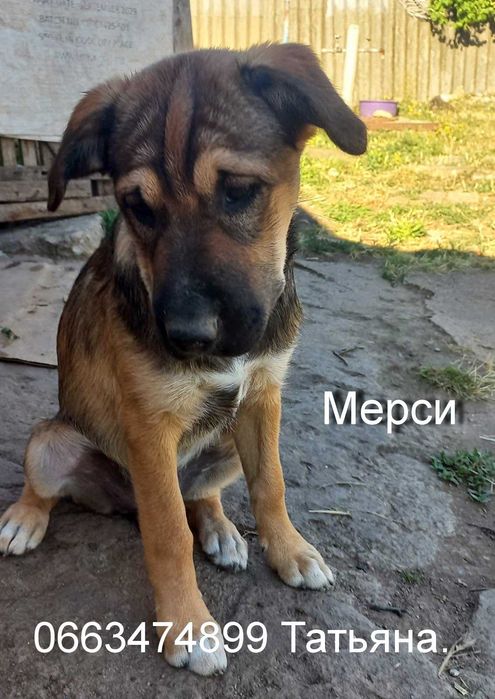 Неймовірни цуценя-полукровок шарпея.