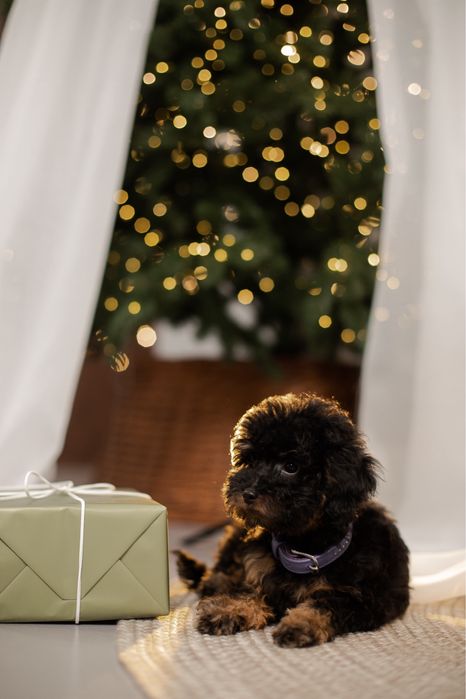 Той пудель фантом