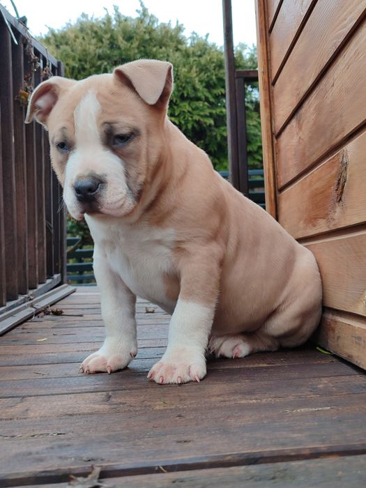 Szczeniak rasy American Staffordshire Terrier
