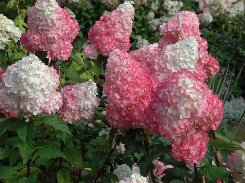Hortensja bukietowa Vanille-Fraise,Limelight inne20 odmian doniczka p9