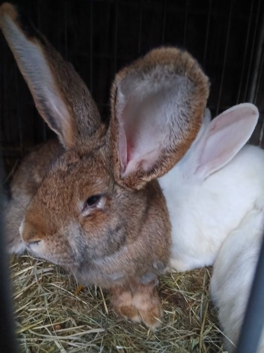 Sprzedam króliki.