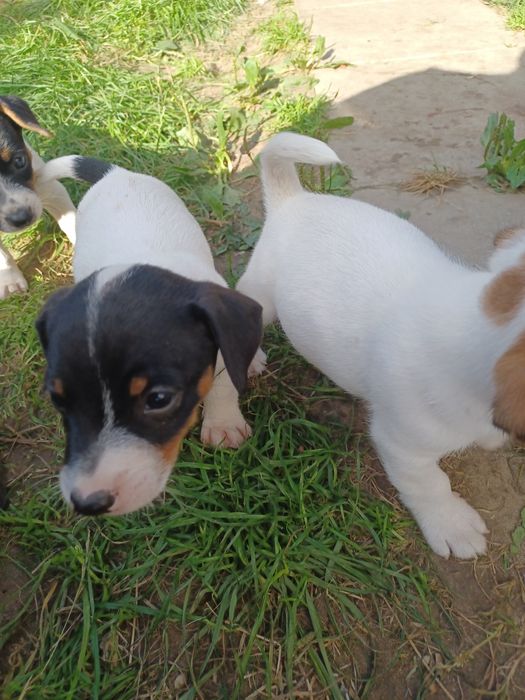 Sprzedam szczenię Jack Russel Terrier