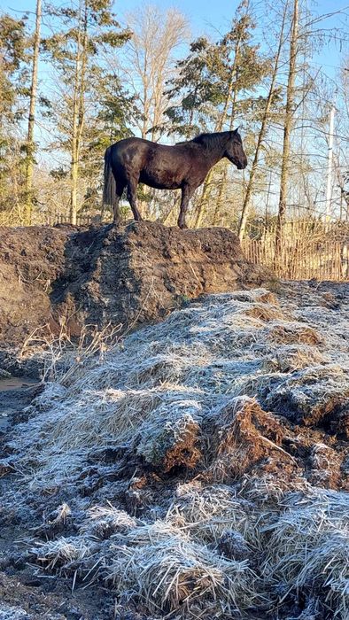Zamienie obornik koński na siano/słomę/sadzonki roślin/zioła