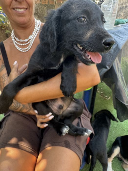 Animais para adoção