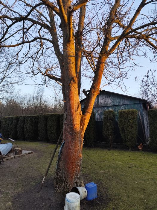 Sprzedam drewno orzech włoski