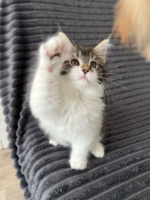 Хлопчик Мейн кун