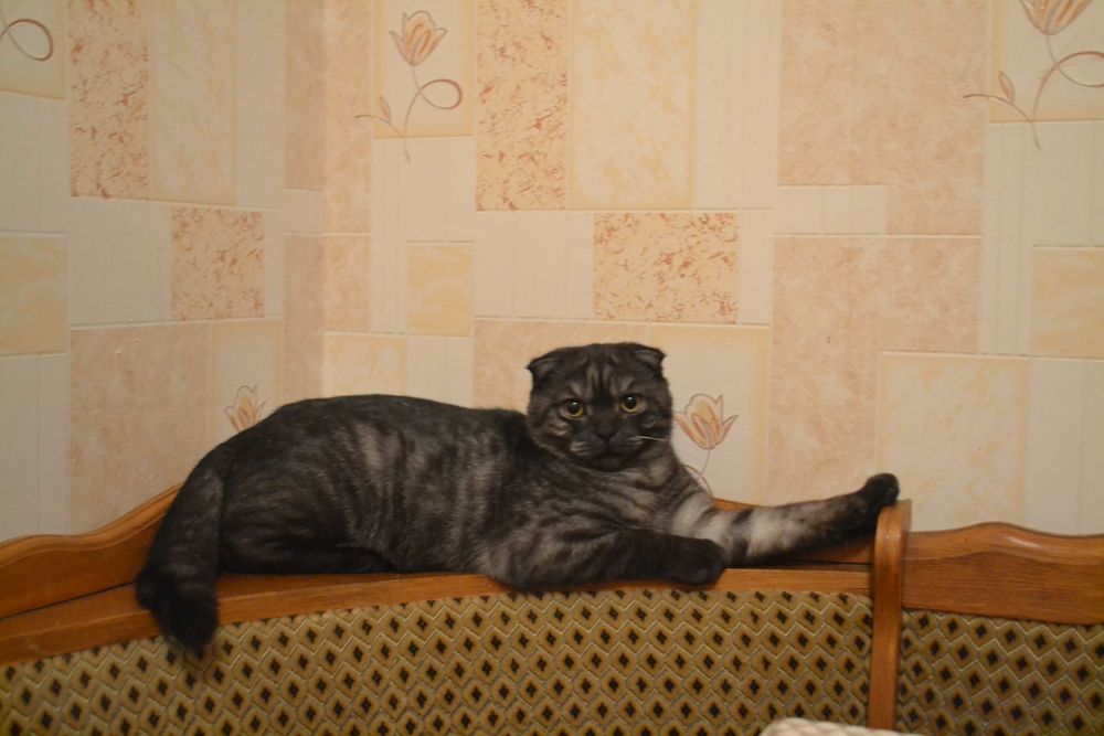 Шотланський вісловухий котик (скоттиш фолд)