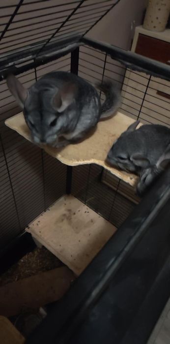 Trzy młode szynszyle