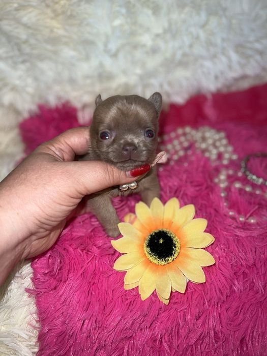 Лиловые принцессы чихуахуа