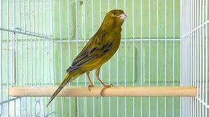 Canário de Canto Clássico Continuo Timbrado Espanhol