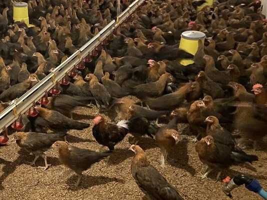 Kurki kury zielononóżki 19 kwiecień