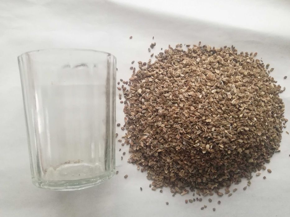 Насіння семена моркви  чисте гарна всхожість 5 сорті на вагу і роздріб