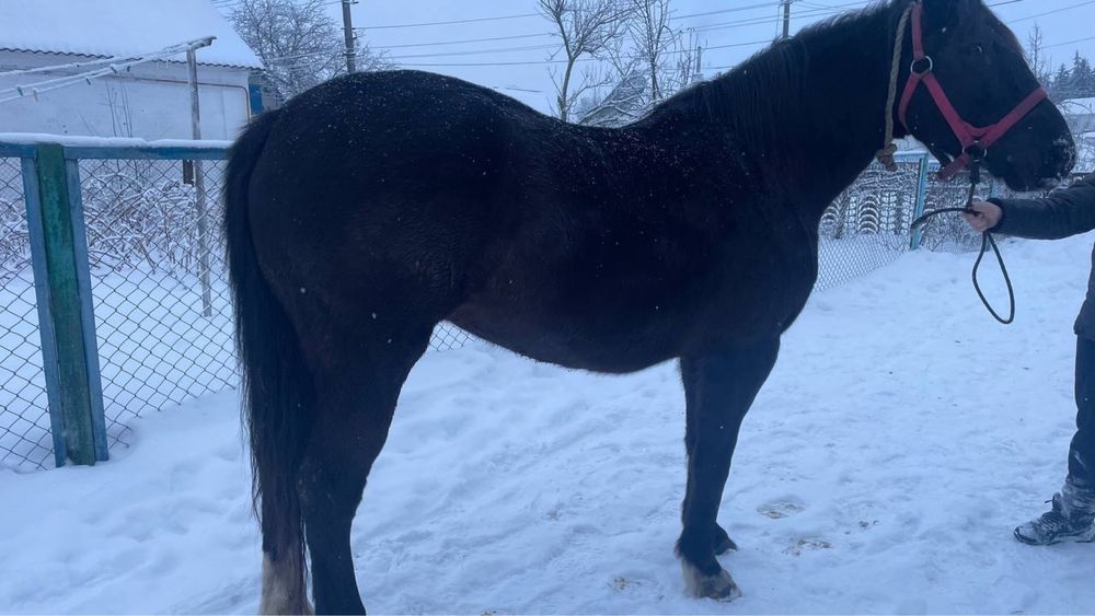 Продам робочу кобилу!