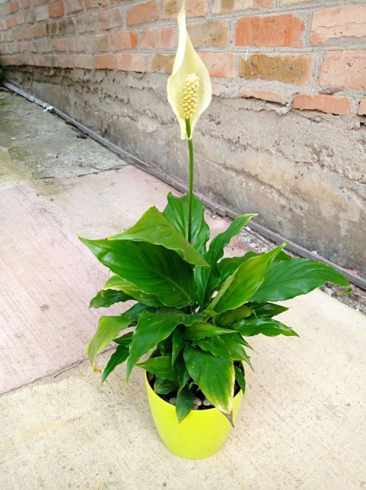 Сансевьерия Муншайн