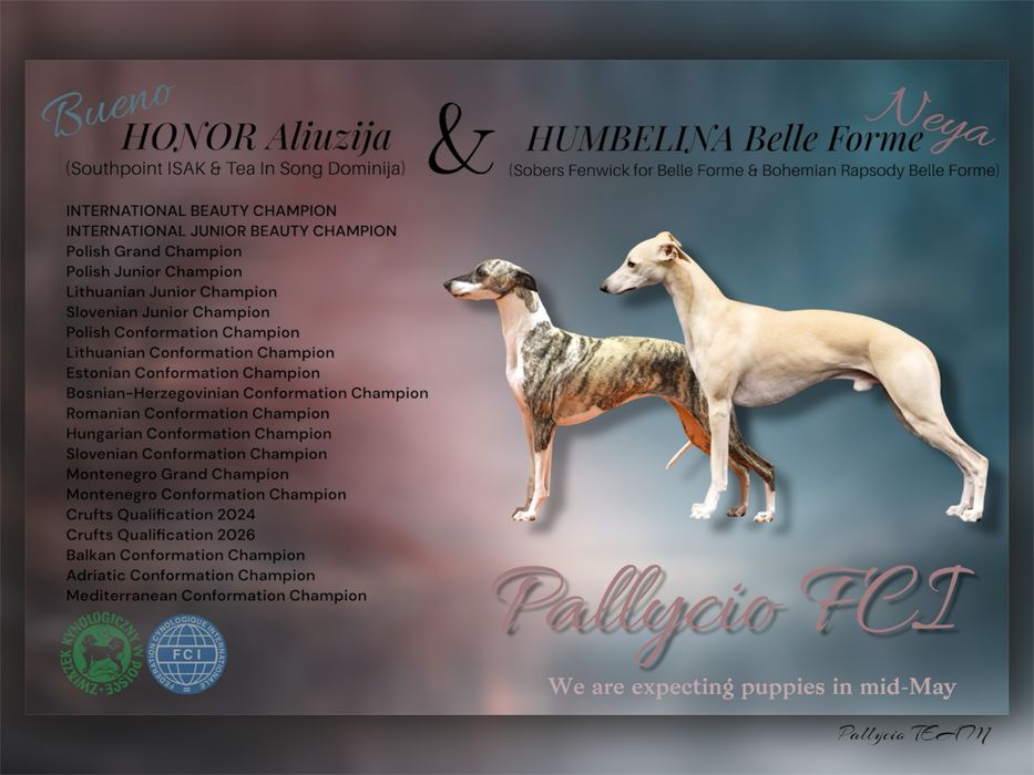 Whippet ZKwP/FCI