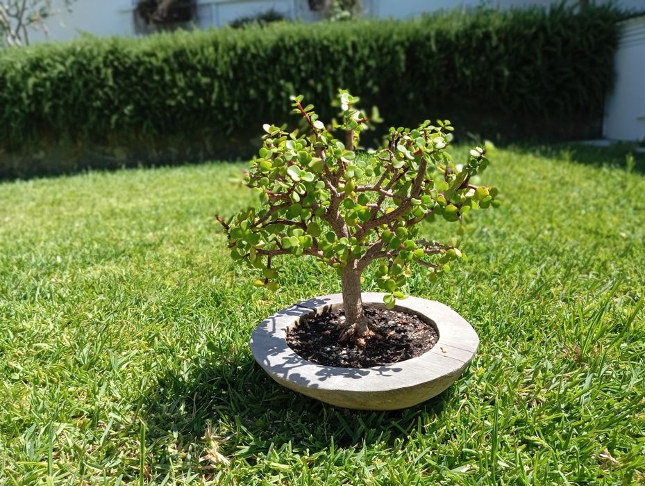 Planta bonsai de suculenta