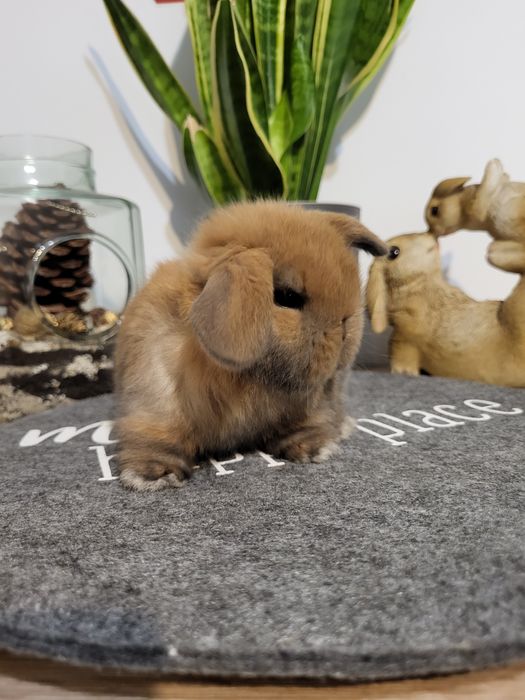 Urocze króliczki Karzełek Teddy i Mini Lop. Wolne maluszki