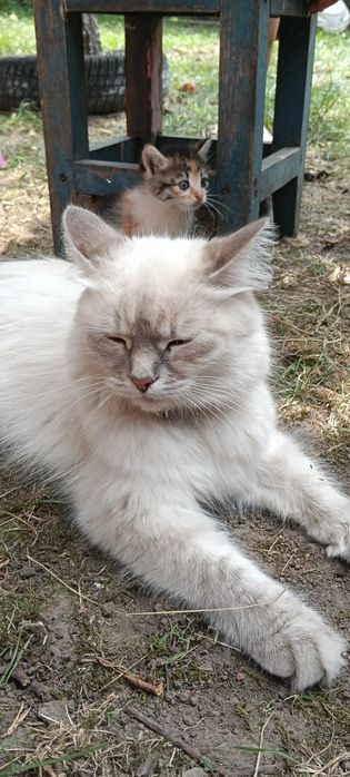 Віддам маленьких  котиків