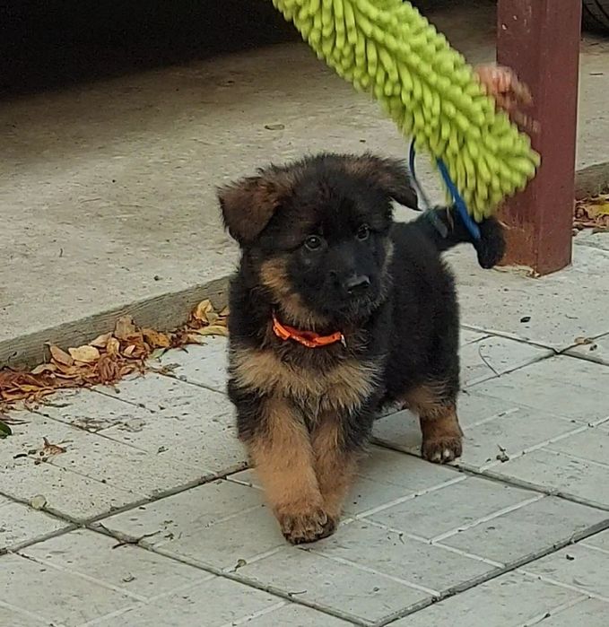 Щенки длинношерстной нем.овчарки.