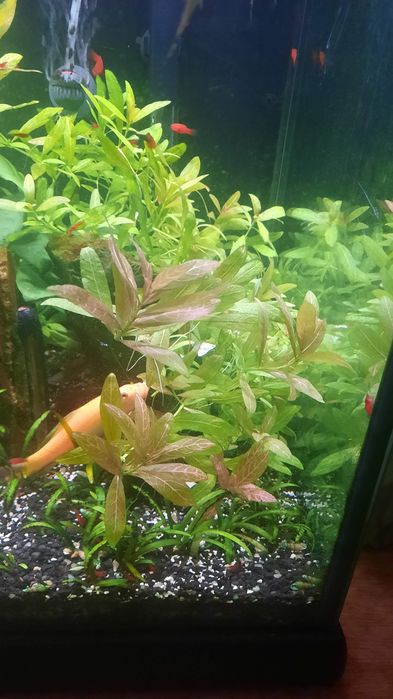 Planta aquario Hygrophila polysperma ‘Sunset