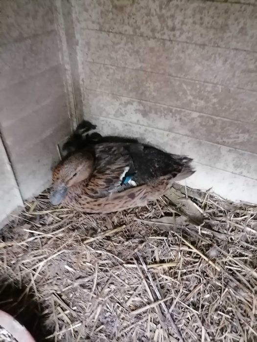 Patos lago bem lindos