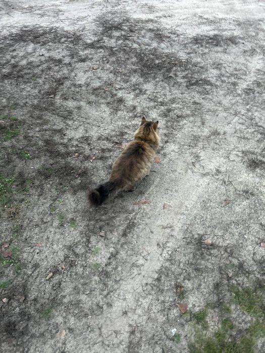 Пропала кішка на вул. Біологічна, Харків, ВИНАГОРОДА 1000 ГРН