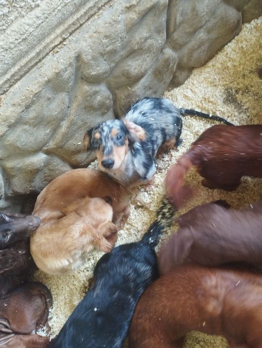 Довгошерстний мраморний кролячий таксик