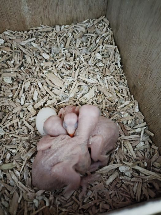 Cedo 30 ring necks para criar a mão