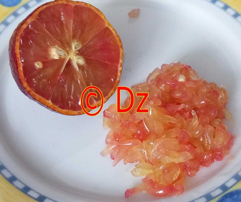 Fruta Limão Caviar Zero Pesticidas - Preço Direto Produtor