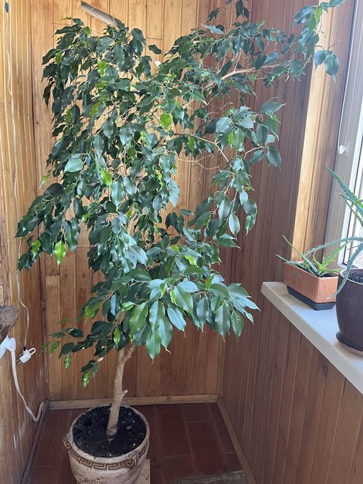 Фікус Бенджаміна, 2 метри з горщиком