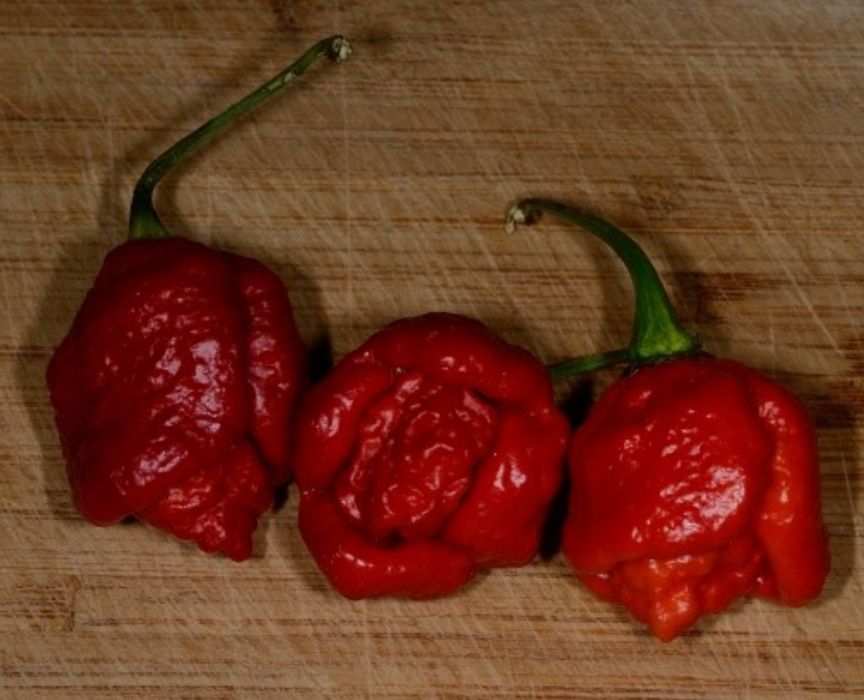 Novas adições: pimentas/ chilli peppers/ "malaguetas"